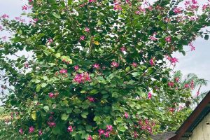 garden-bunga-kupu-kupu